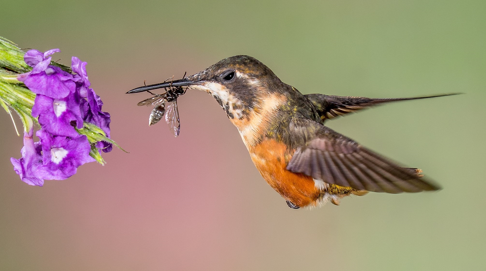 Why Do Hummingbirds Stop Coming to Feeders?