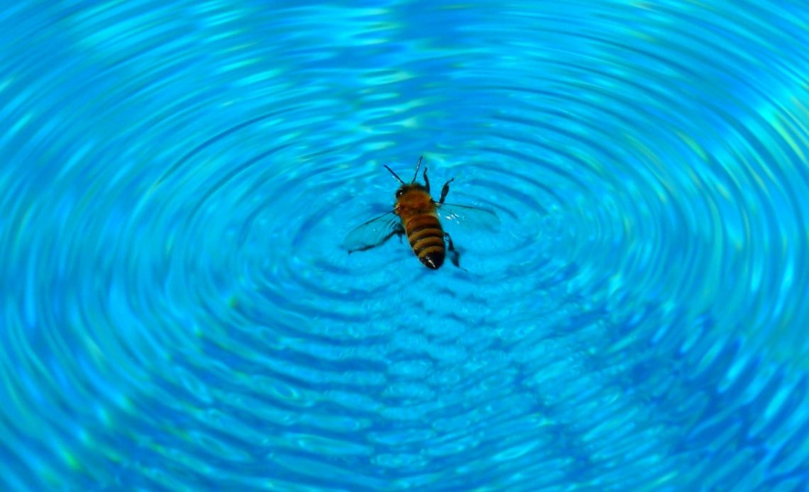 can-bees-swim