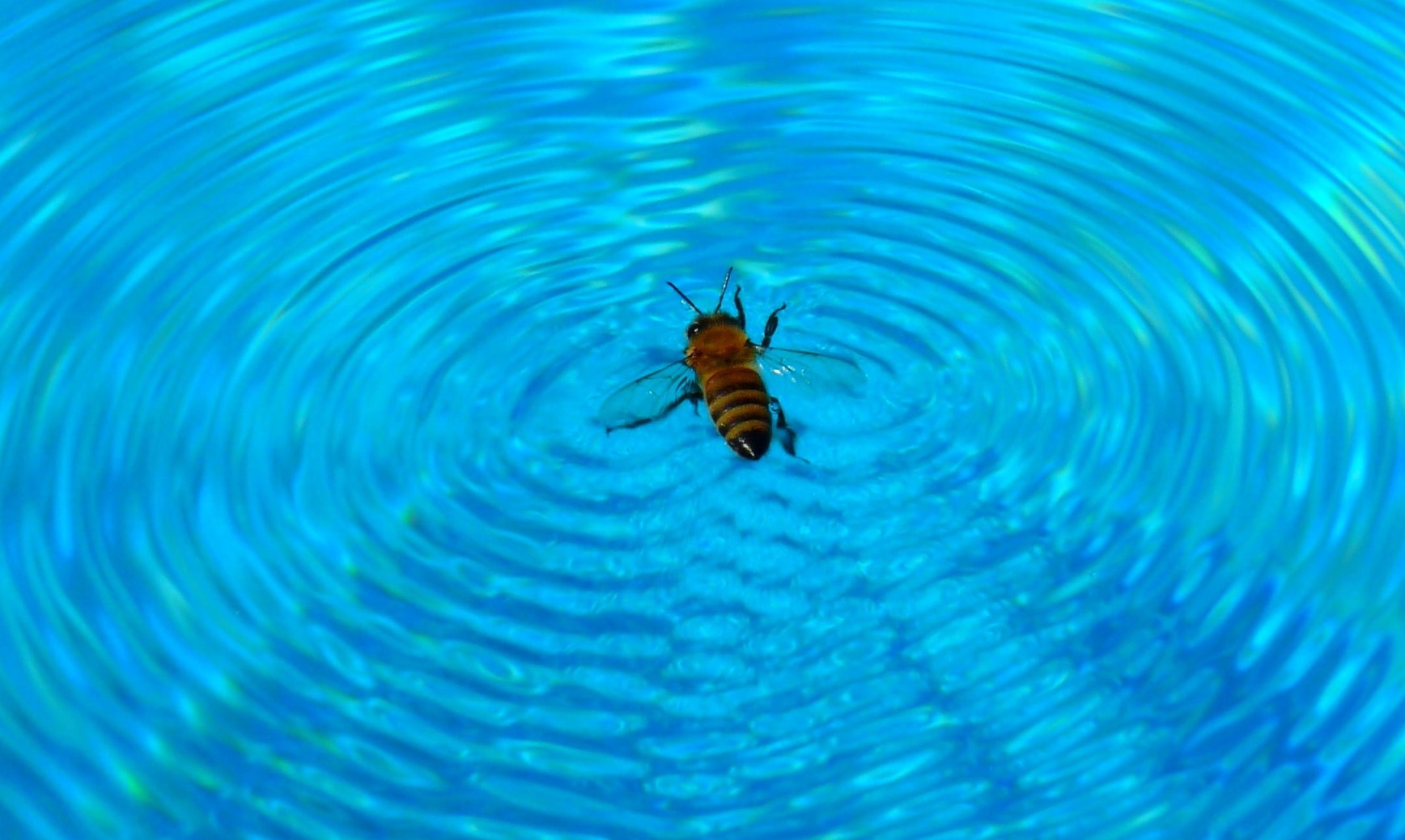 Can Bees Swim? (Not Really, They Surf)