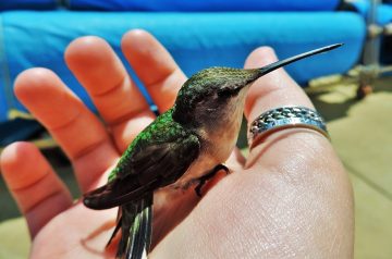 Can You Have a Hummingbird As a Pet?