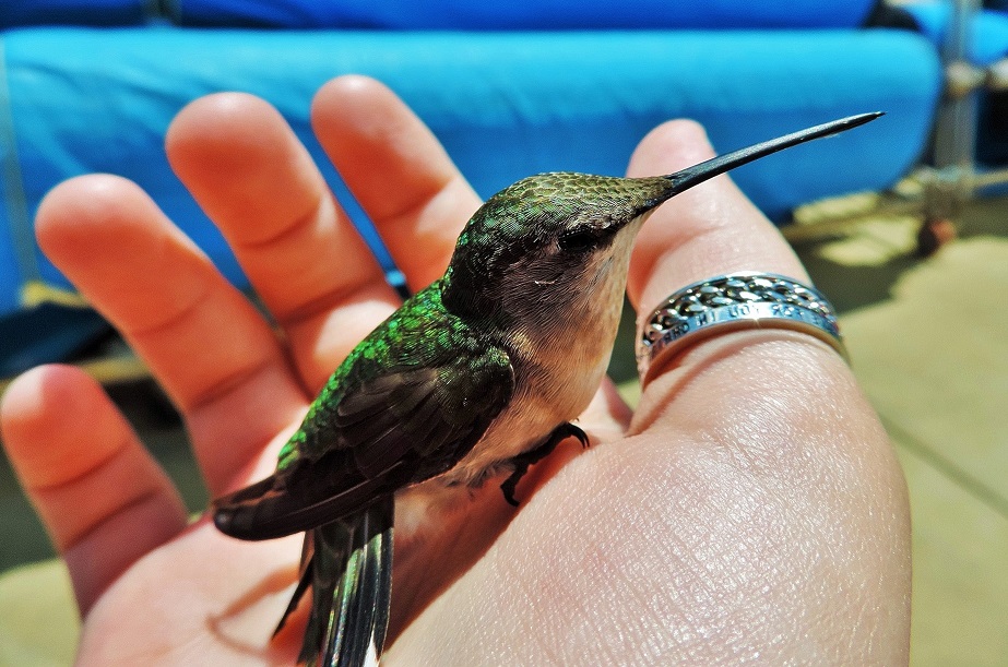 can-you-have-a-hummingbird-as-a-pet