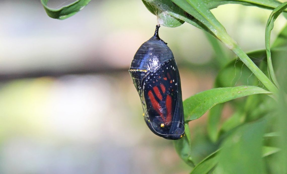 do-butterflies-bleed-when-they-hatch