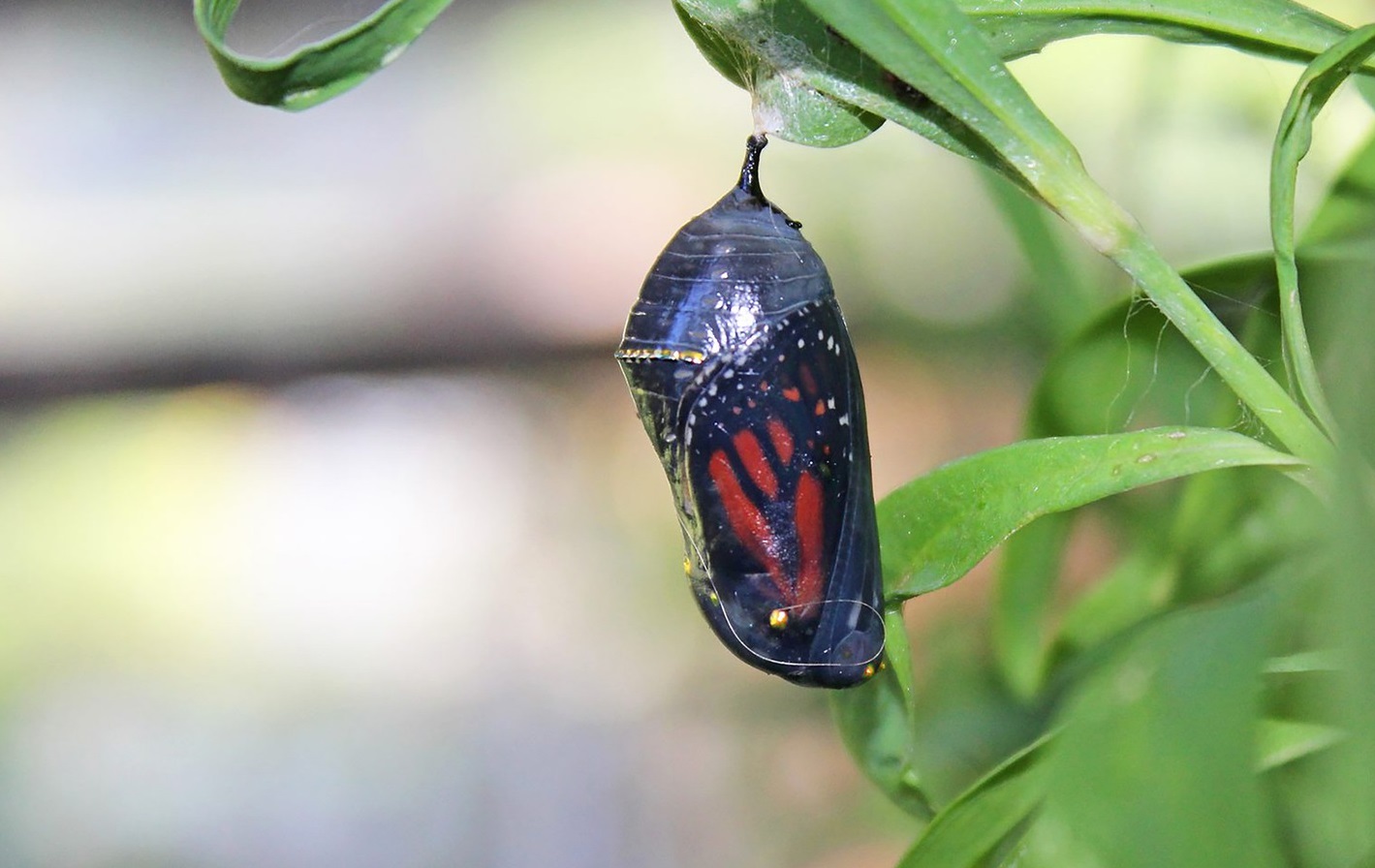 Do Butterflies Bleed When They Hatch 