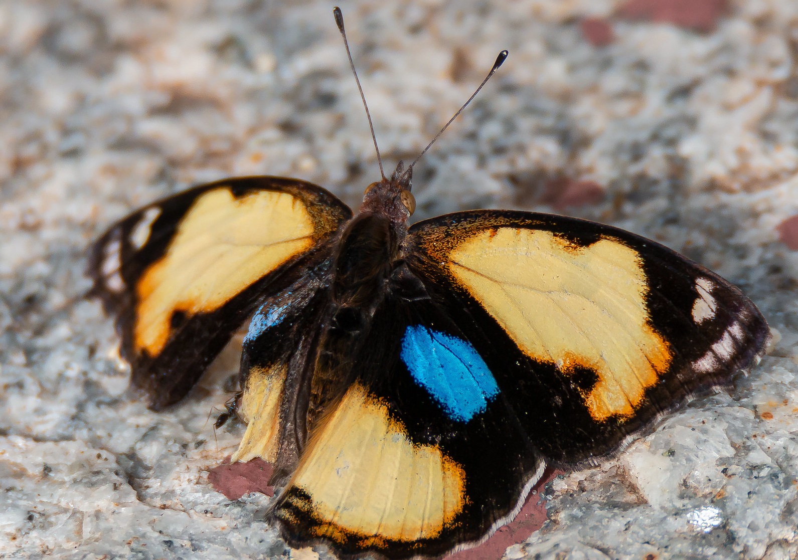 Do Butterflies Feel Pain?