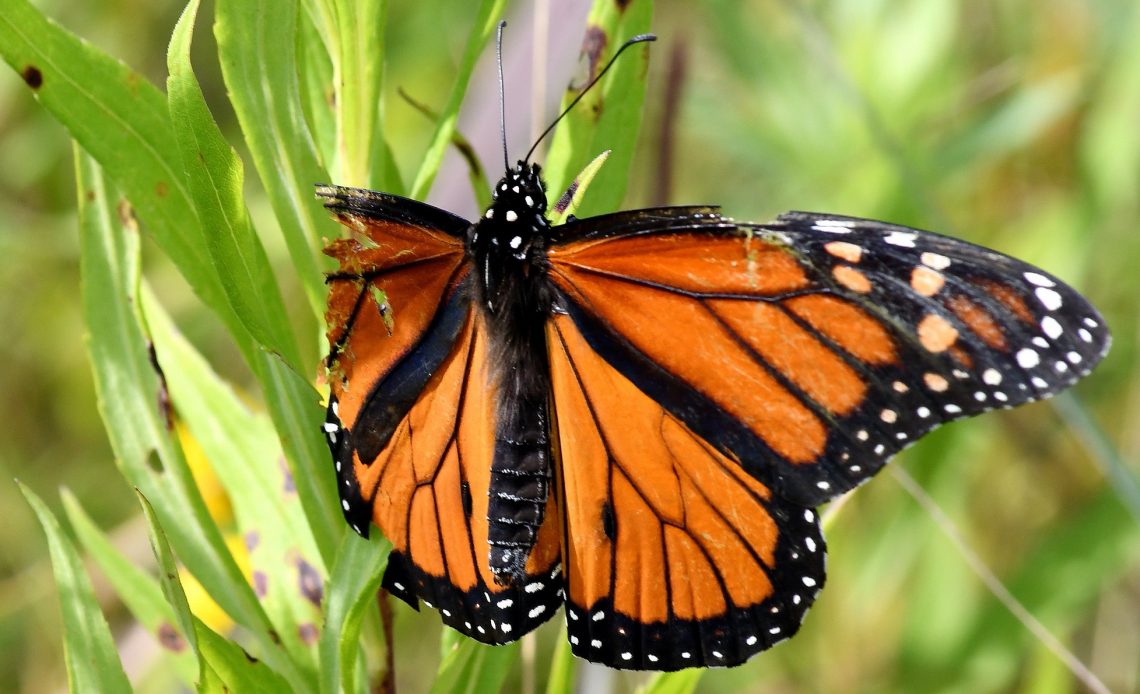 do-butterflies-wings-grow-back