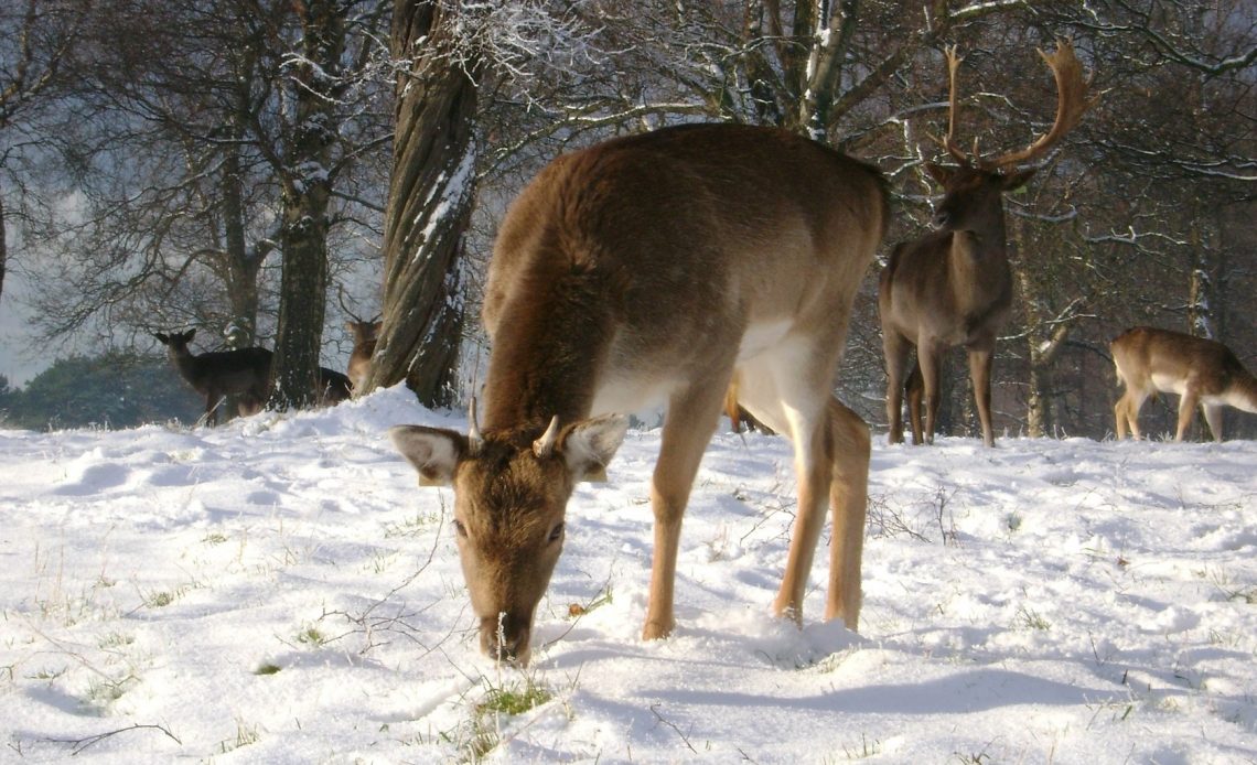 do-deer-eat-celery