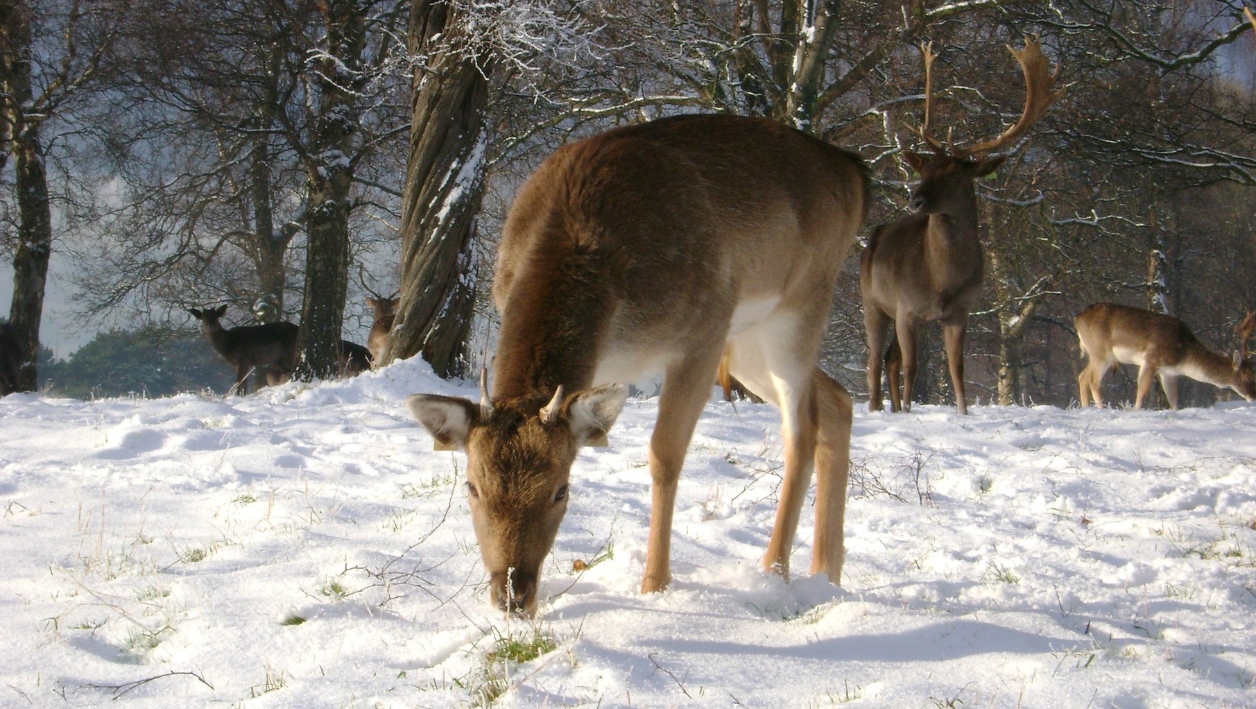 Do Deer Eat Celery?