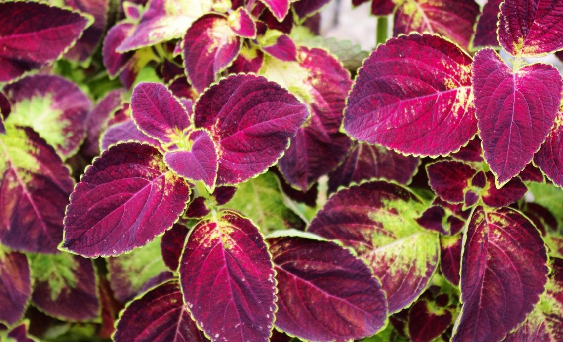 do-deer-eat-coleus