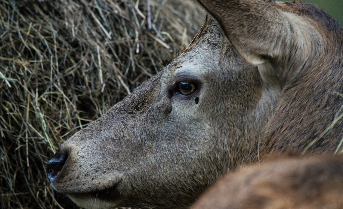 do-deer-eat-hay