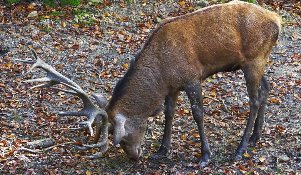 do-deer-eat-oranges