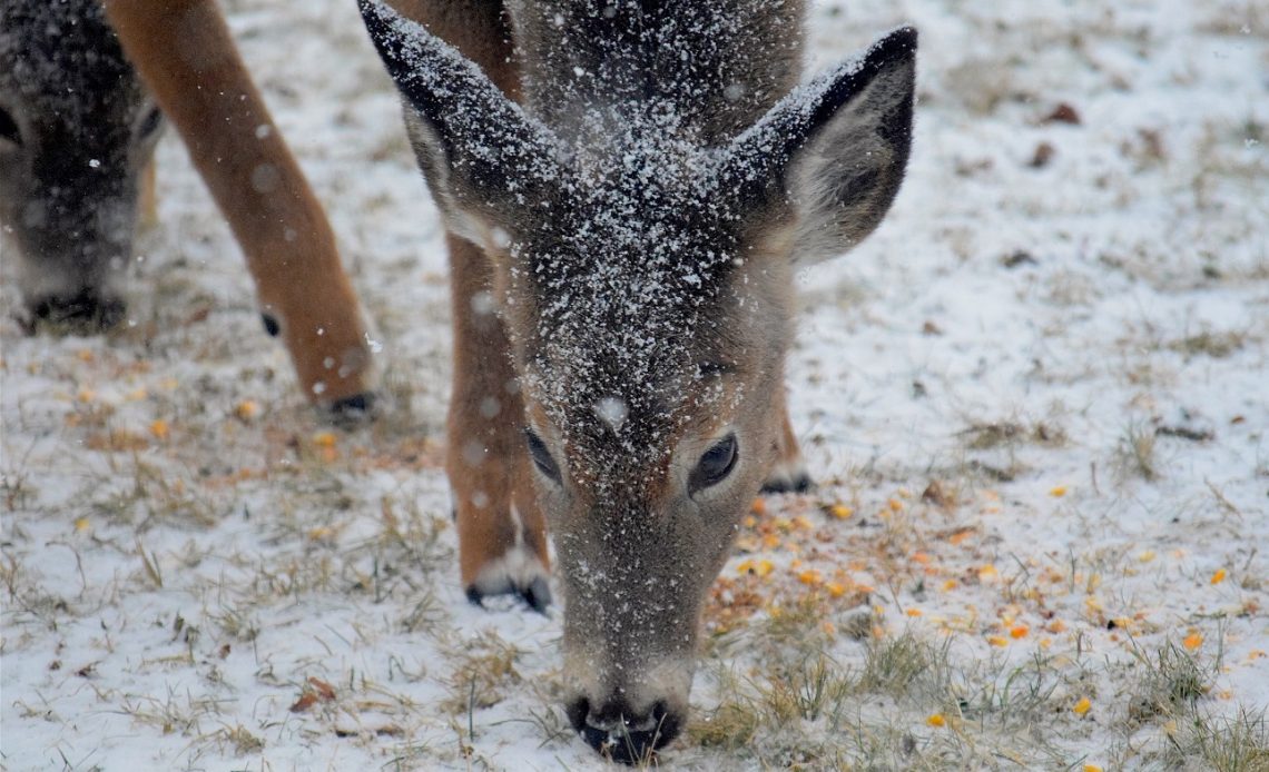 do-deer-eat-peanuts