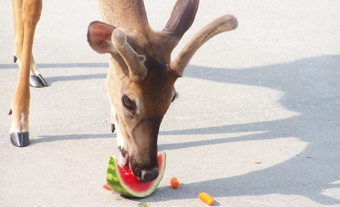 do-deer-eat-watermelon