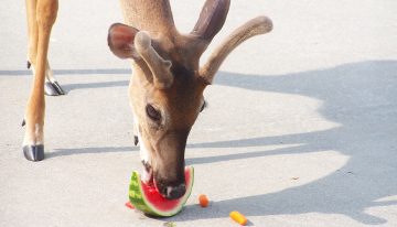 Do Deer Eat Watermelon?