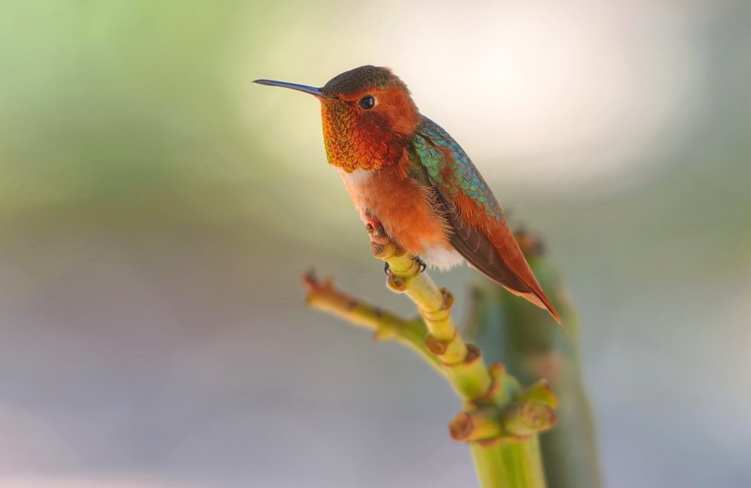 do-hummingbirds-attack-humans