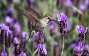 Do Hummingbirds Like Lavender?