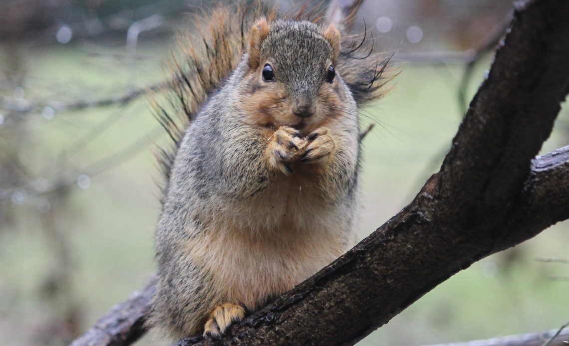 do-squirrels-come-out-in-the-rain