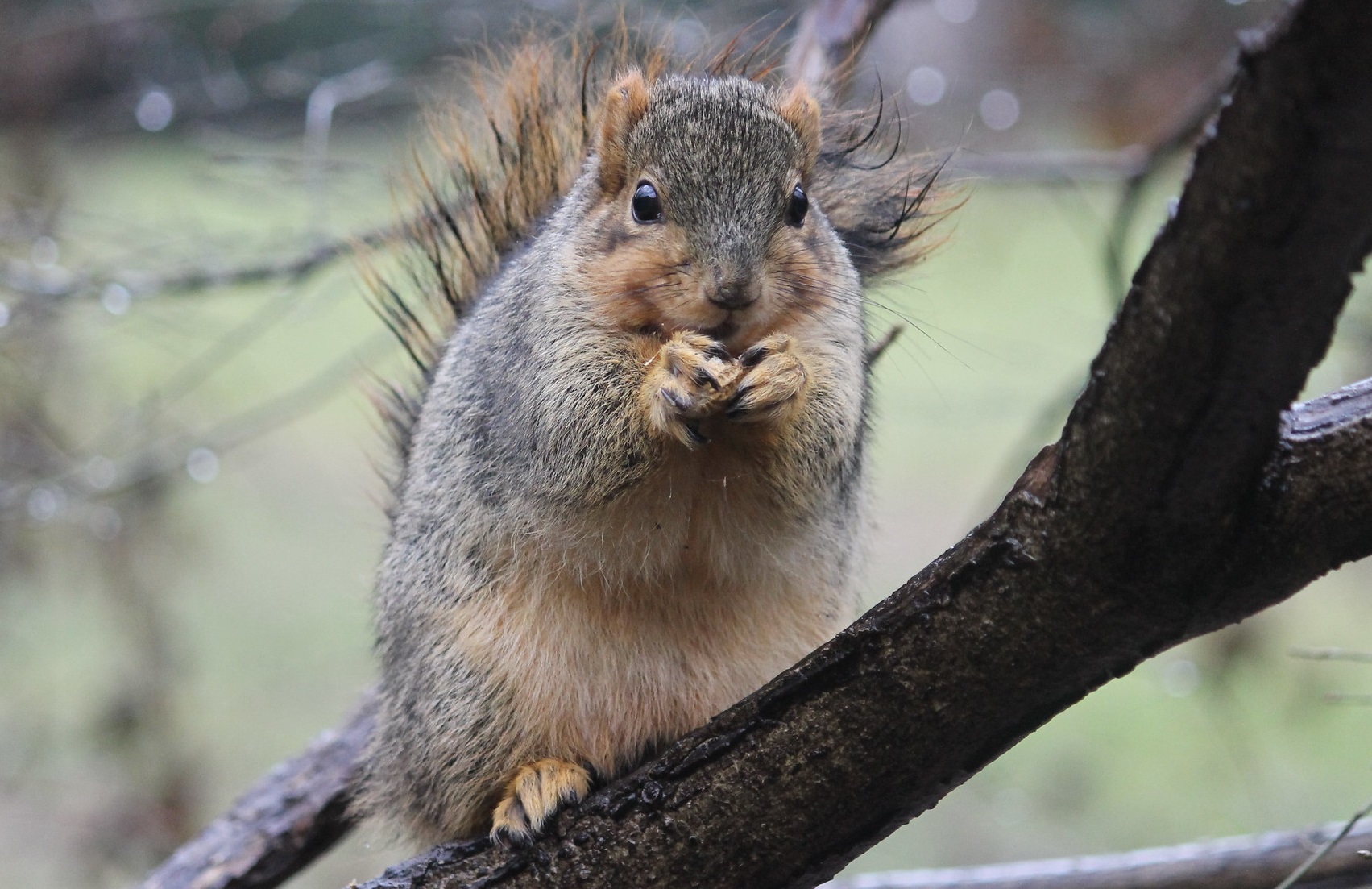 Corn Consumption For Squirrels: A Guide To The Nutritional Benefits And Risks