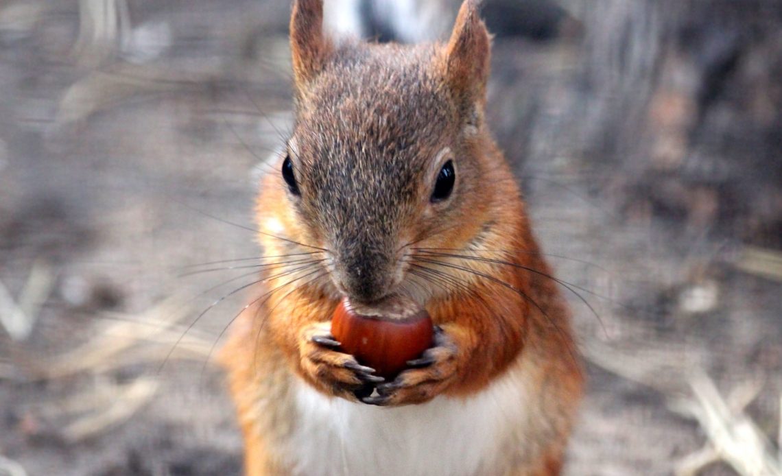 do-squirrels-eat-bird-eggs