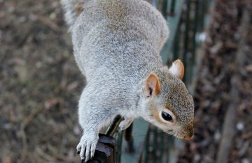 Do Squirrels Eat Mealworms?
