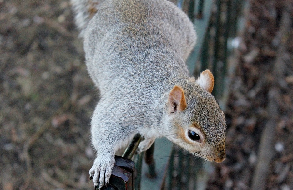 do-squirrels-eat-mealworms