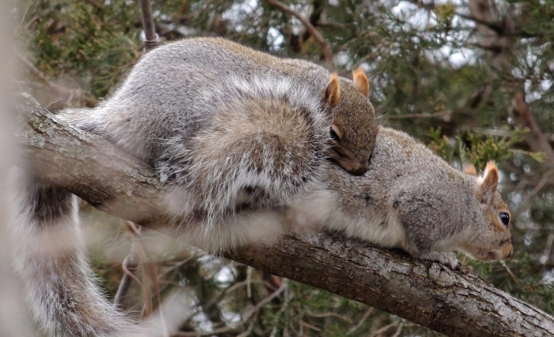 do-squirrels-groom-each-other