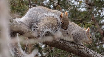 Do Squirrels Groom Each Other?