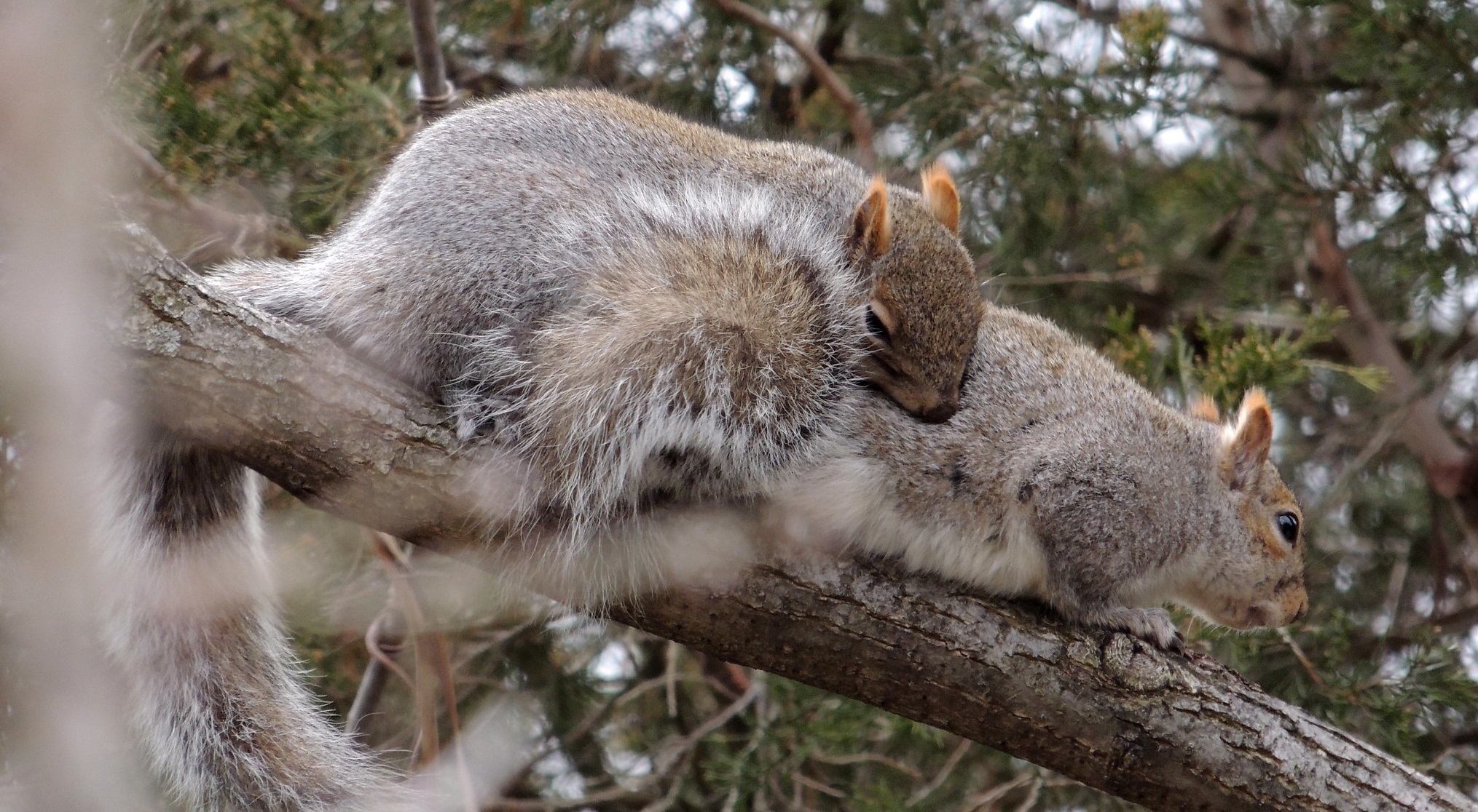 do squirrels mess with dogs