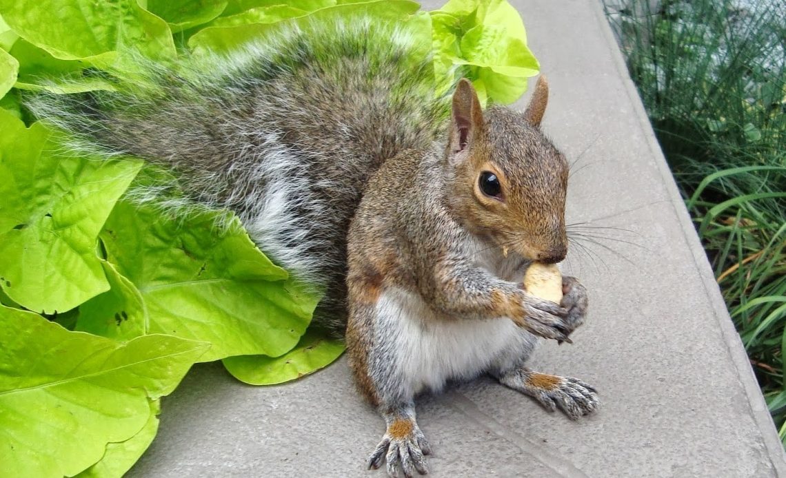 do-squirrels-like-peanut-butter