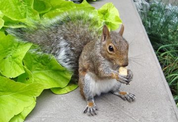 Do Squirrels Like Peanut Butter?