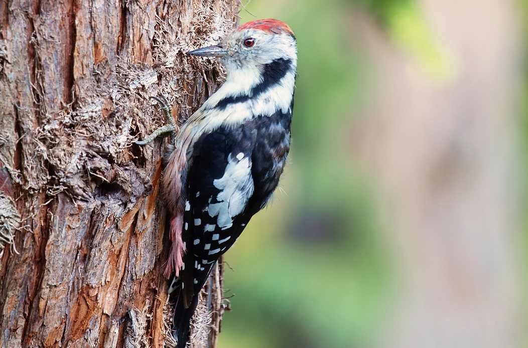 do-woodpeckers-eat-wood