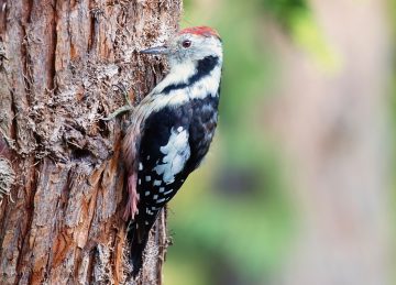 Do Woodpeckers Eat Wood?