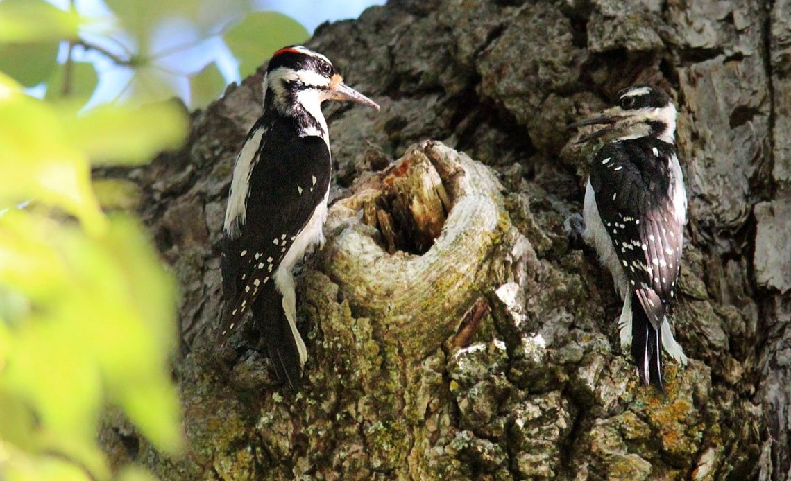 do-woodpeckers-mate-for-life
