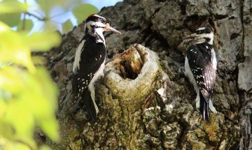 Do Woodpeckers Mate For Life?