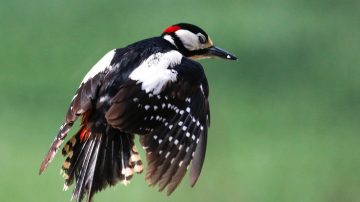 Do Woodpeckers Migrate?