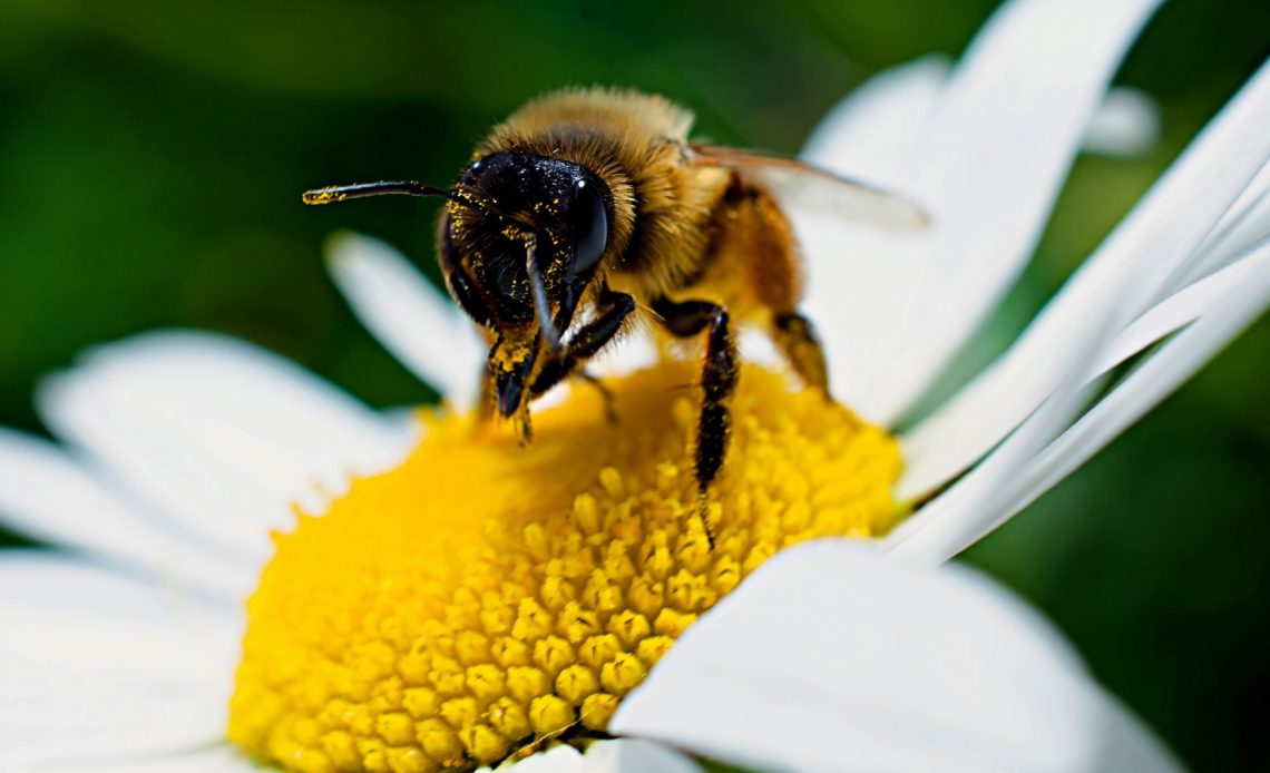 flowers-that-attract-bees