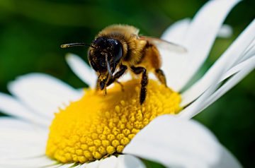 10 Flowers That Attract Bees
