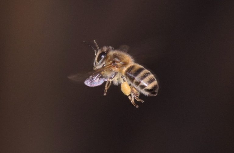 How High Can Bees Fly?