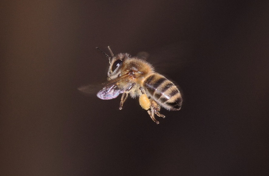 how-high-can-bees-fly