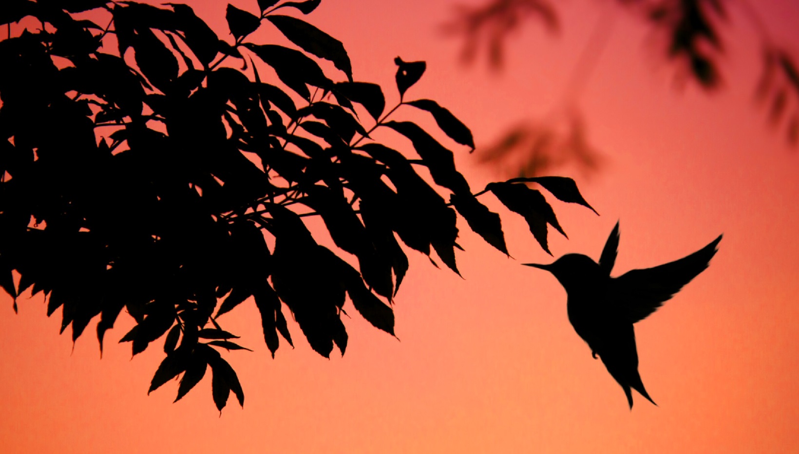 How High Do Hummingbirds Fly?