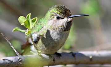 How Long Can a Hummingbird Go Without Food?