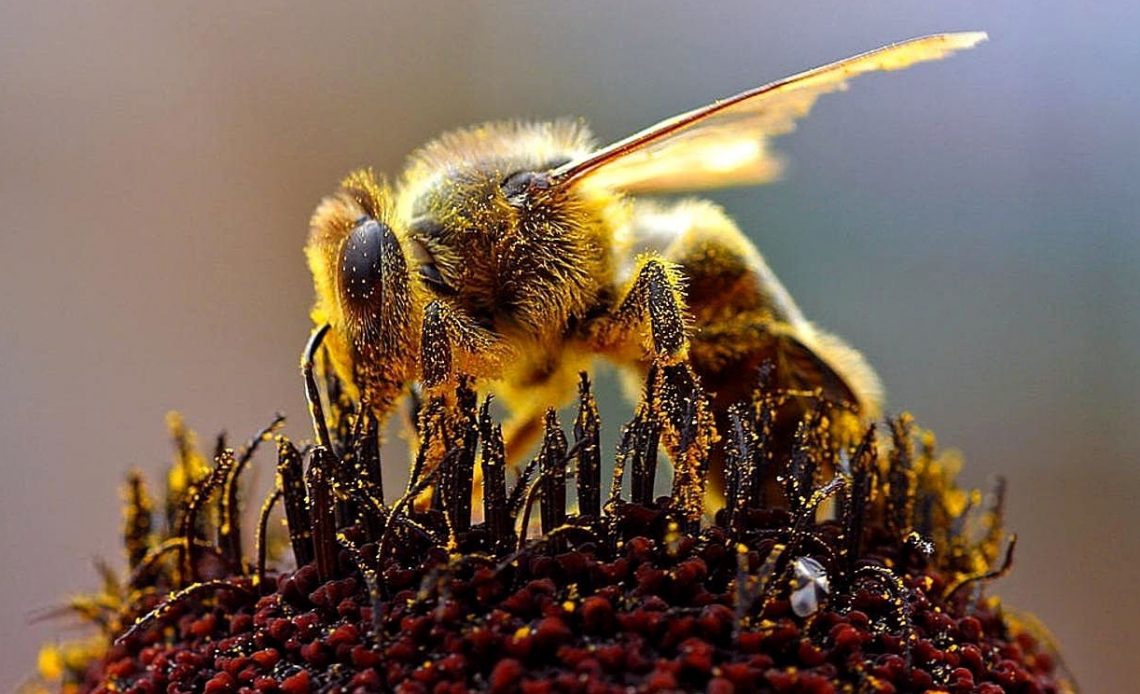 how-long-do-bees-live-without-food