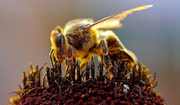 How Long Do Bees Live Without Food?