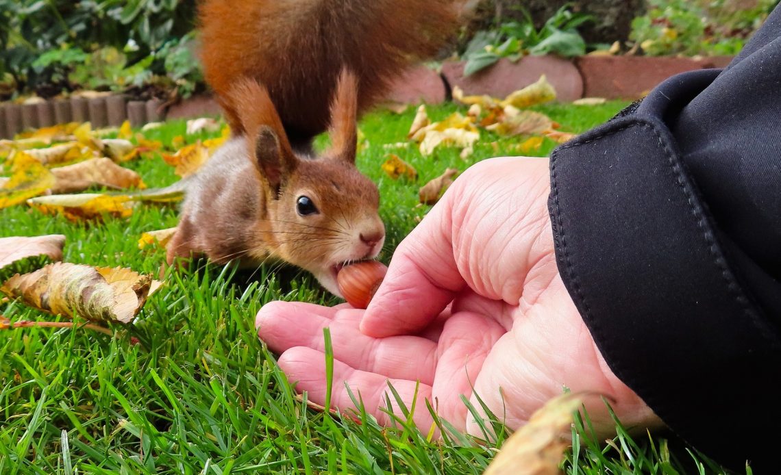 how-to-attract-squirrels