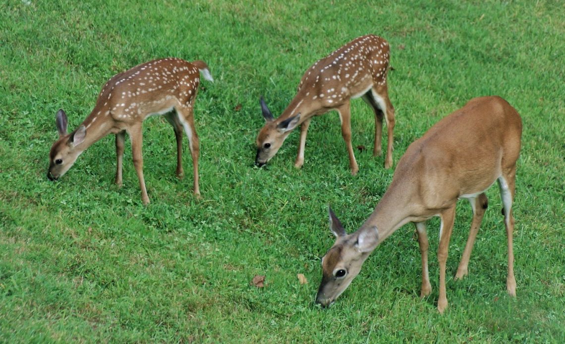 what-kind-of-grass-do-deer-eat