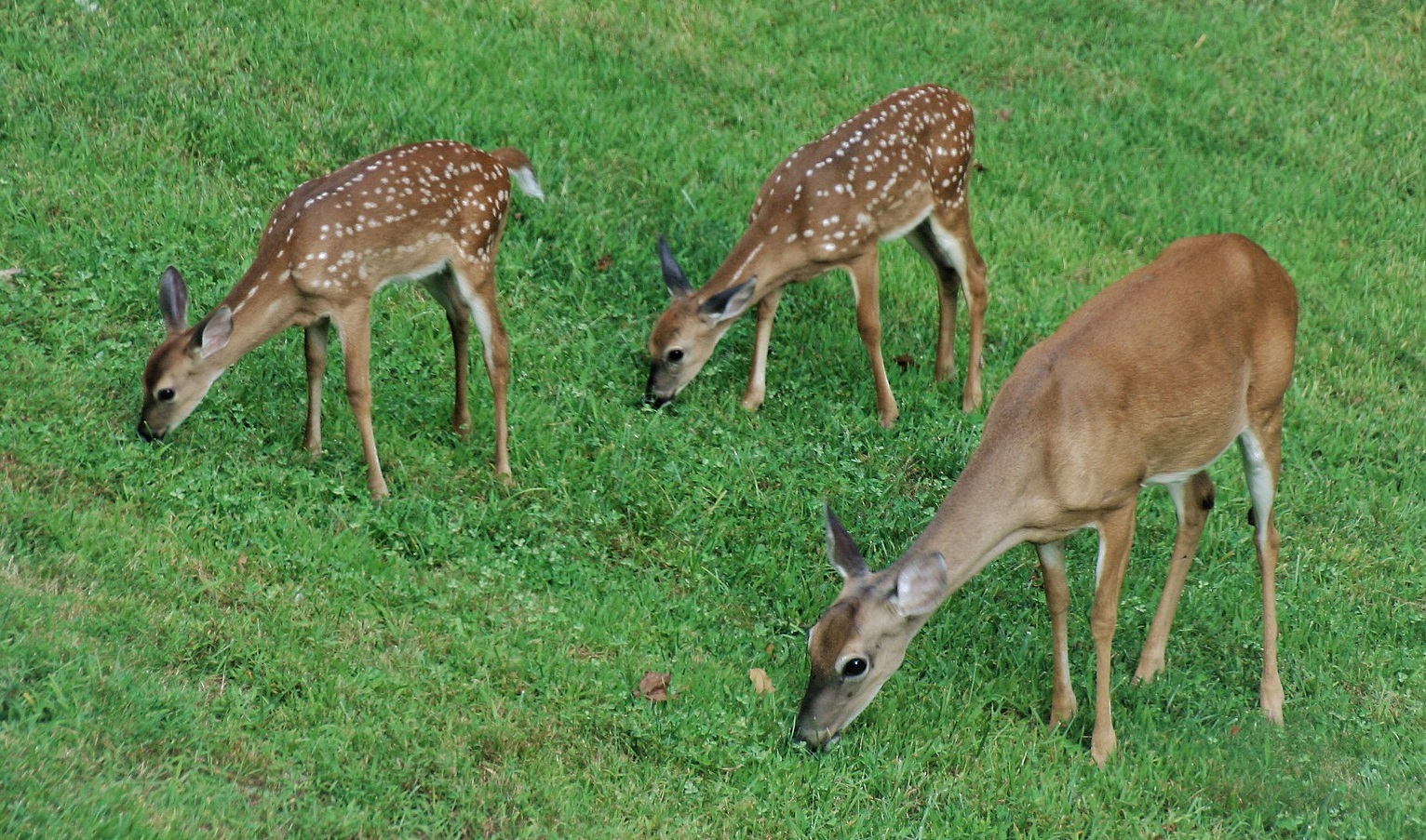 What Kind Of Grass Do Deer Eat 