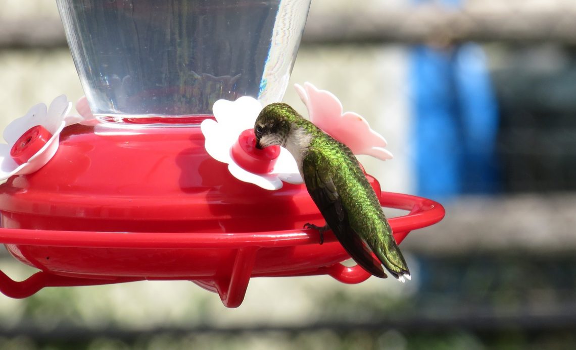 why-do-hummingbirds-stop-coming-to-feeders