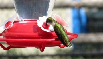 Why Do Hummingbirds Stop Coming to Feeders?