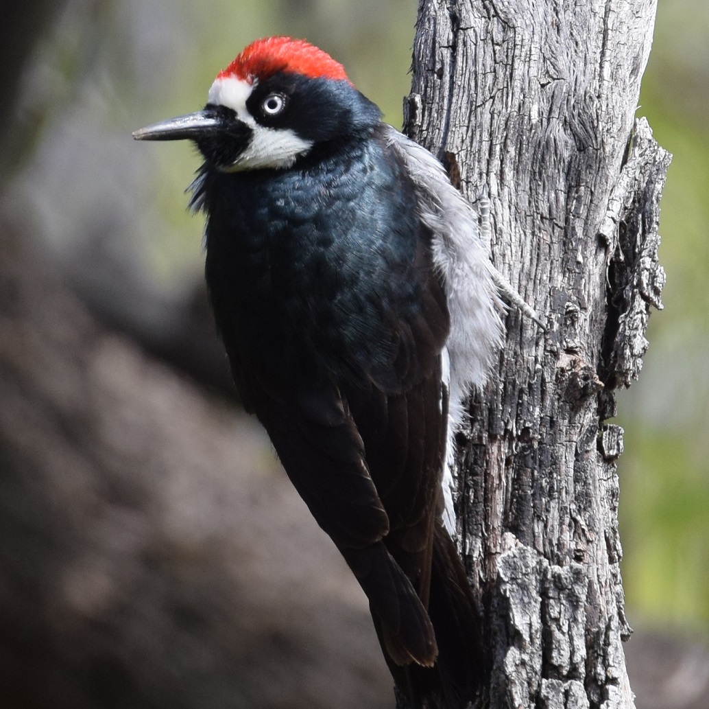 acorn-woodpecker