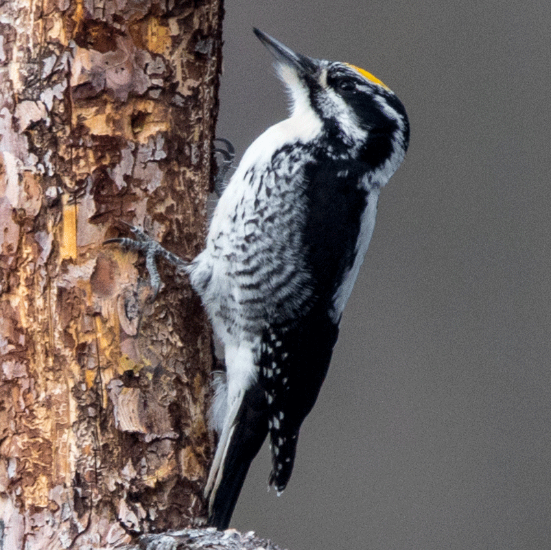 american-three-toed-woodpecker