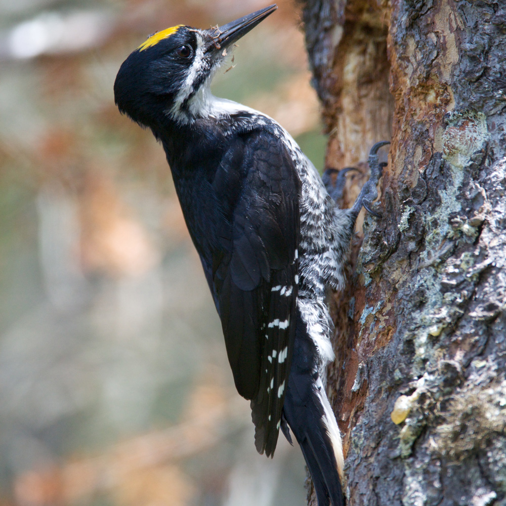 black-backed-woodpecker